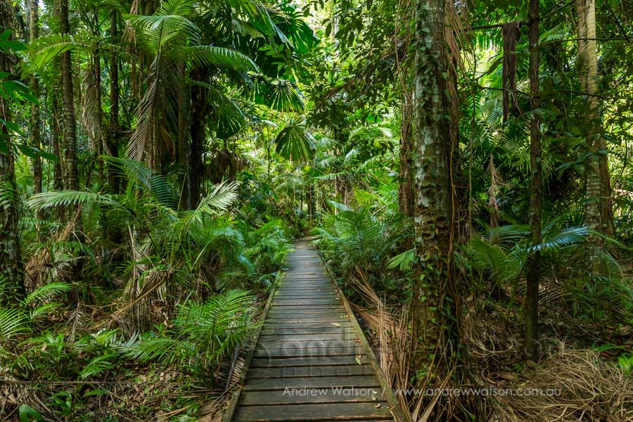 Rainforest boardwalk at Cairns Botanical Gardens
