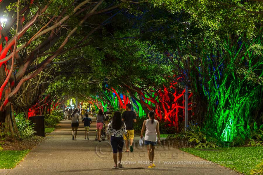 People walking through the avenue of fig trees at twilight, Cairns Esplanade
