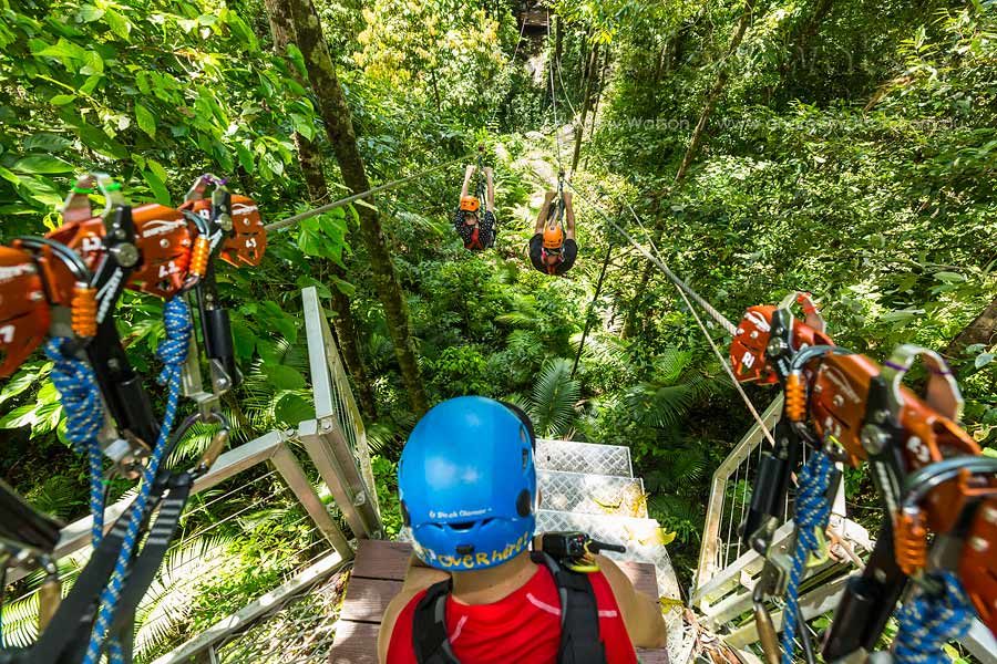View from rainforest canopy platform of people racing on zipline