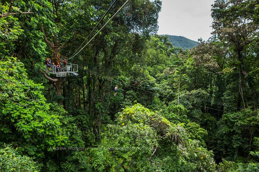View of tourists zip-lining in Daintree rainforest