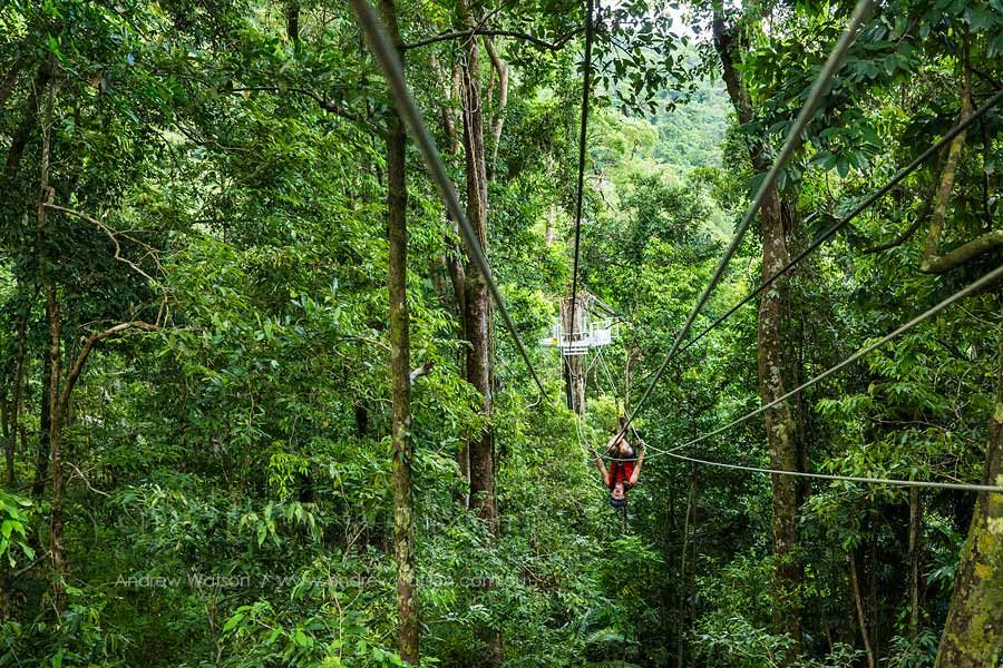 Guide zip-lining between platforms on rainforest canopy ropes