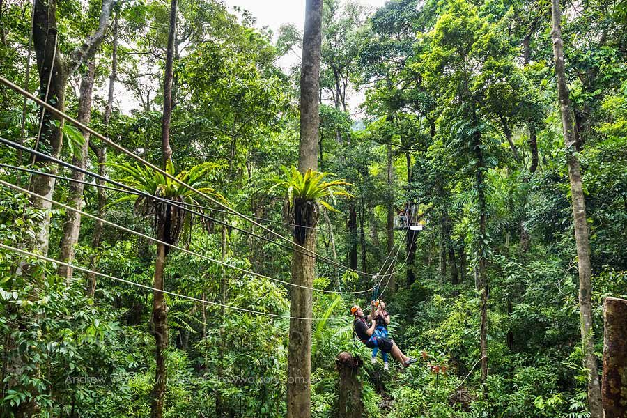 Couple ziplining in Daintree rainforest canopy