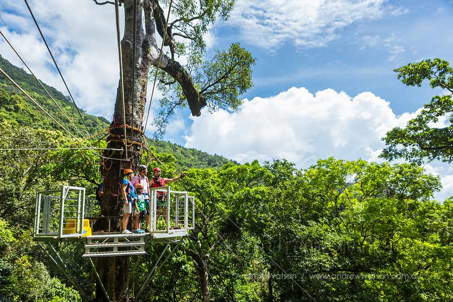 Guide and family looking out over rainforest from canopy platform