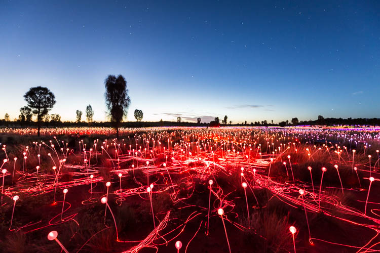 Image of the Field of Light Installation at Uluru by twilight