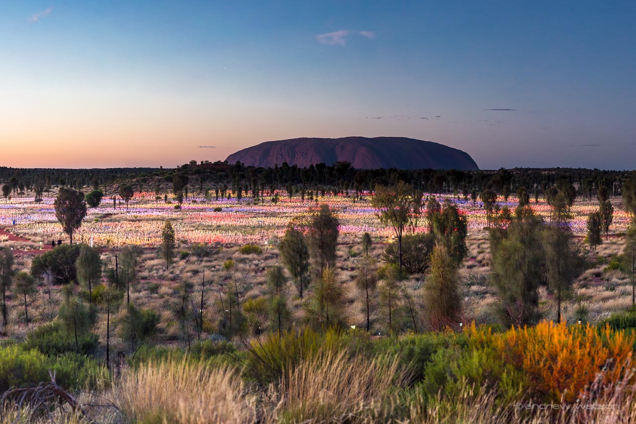 Image of the Field of Light Installation and Uluru