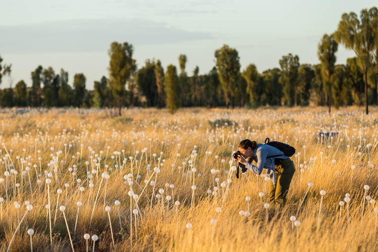 Image of visitor photographing the Field of Light installation in daylight