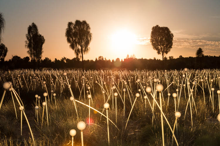 Image of the Field of Light Installation at sunrise