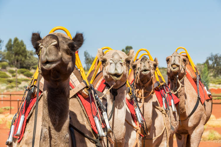 Image of camels saddled and ready to ride at Uluru