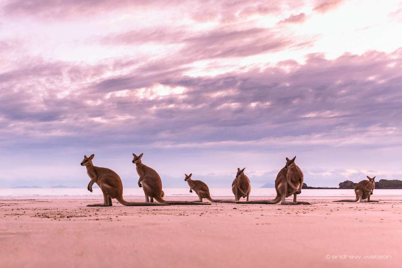 Image of wallabies on the beach at Cape Hillsborough National Park