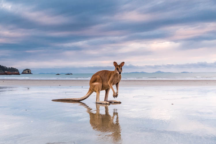 Image of wallaby on the beach at Cape Hillsborough National Park