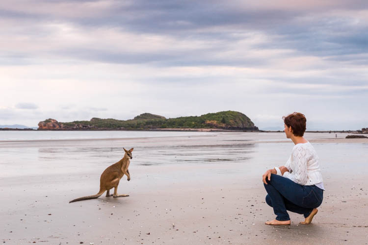 Image of tourist and wallaby on the beach at Cape Hillsborough National Park