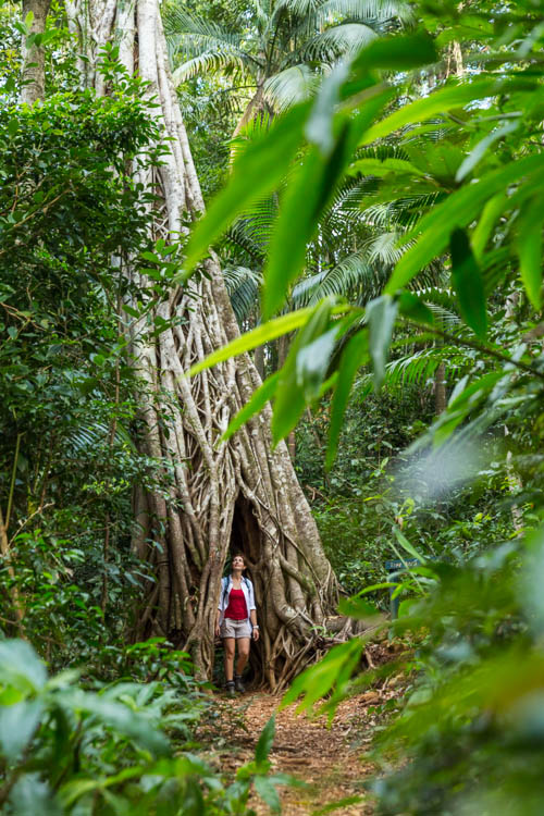 Image of hiker and strangler fig tree arch in Eungella National Park