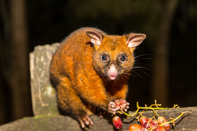 Image of possum eating fruit in Eungella National Park