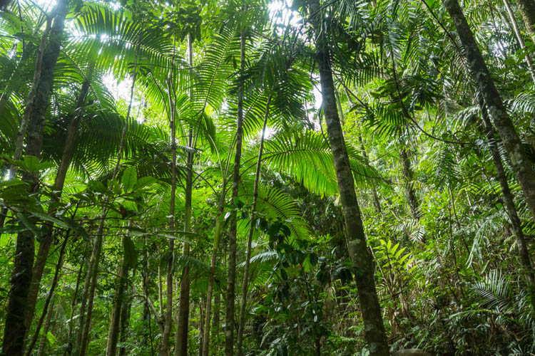 Image of rainforest ecosystem in Finch Hatton Gorge, Eungella National Park