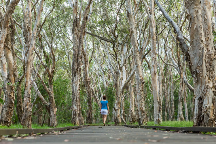 Image of woman walking through Melaleuca trees on the Kommo Toera Trail, Mackay