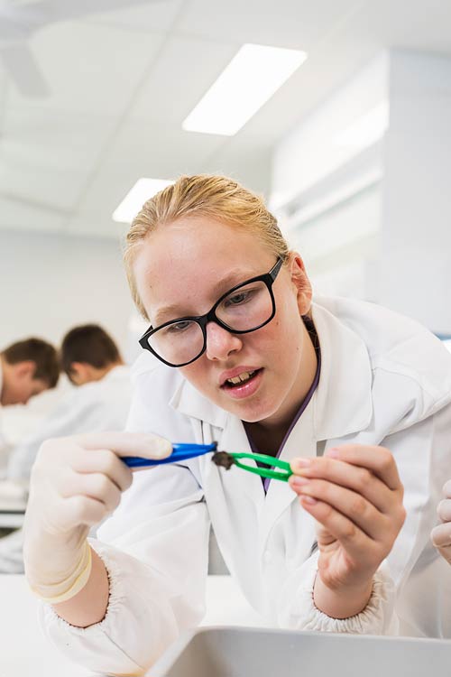 Student in lab coat and safety glasses looking at specimen in biology class