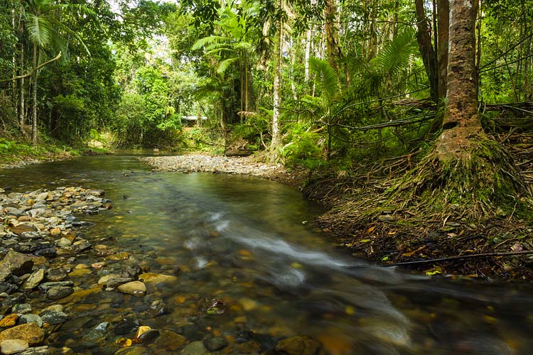 Clear waters of a Cooper Creek rainforest stream in the Daintree