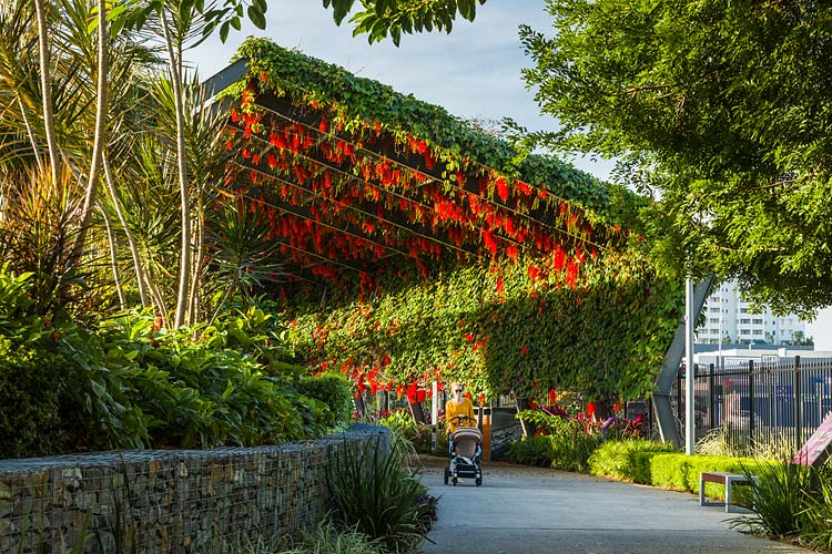 A woman with stroller walking under an arbour walkway laiden with flowers in bloom