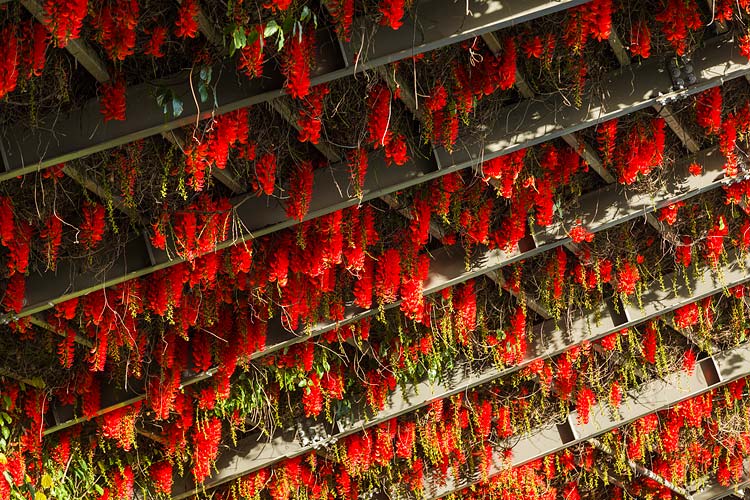 Red Flame-of-the-Forest flowers in bloom on an arbour frame in a city park