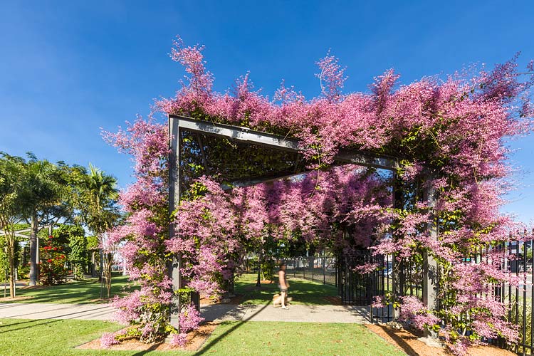 A visitor walking under an arbour walkway laiden with pink flowers in bloom