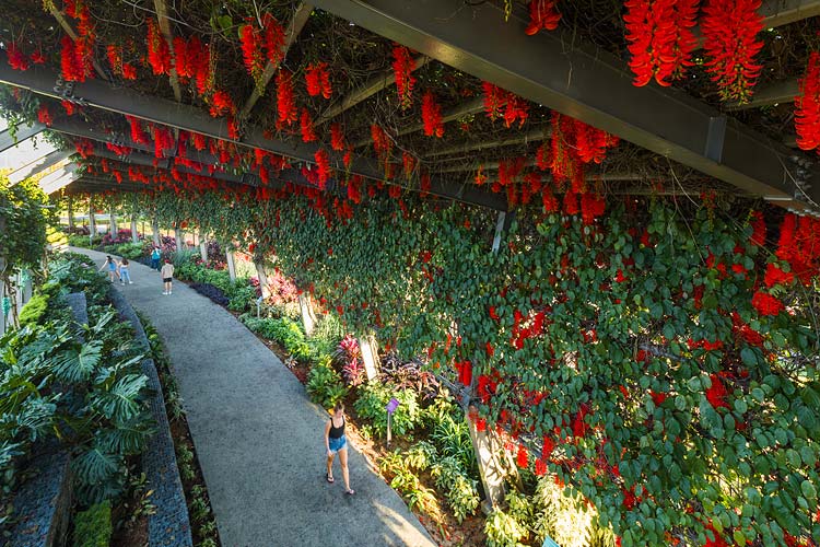 A woman walking under an arbour walkway laided with flowers in full bloom