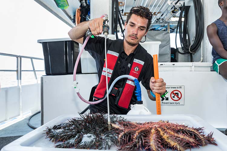 Portrait of a worker demonstrating the chemical injection process to kill crown of thorns starfish on the Great Barrier Reef