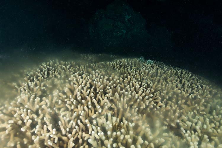 Underwater image of male colonies of coral polyps releasing sperm in a smoky-like cloud