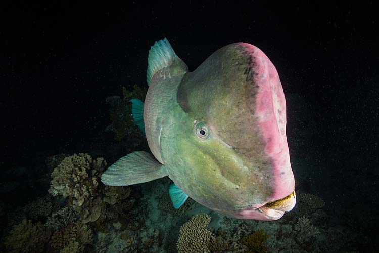 A bumphead parrotfish at night on the Great Barrier Reef