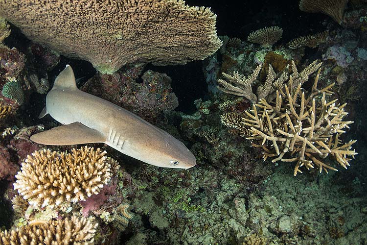 A white-tip reef shark hunting amongst the corals at night on the Great Barrier Reef