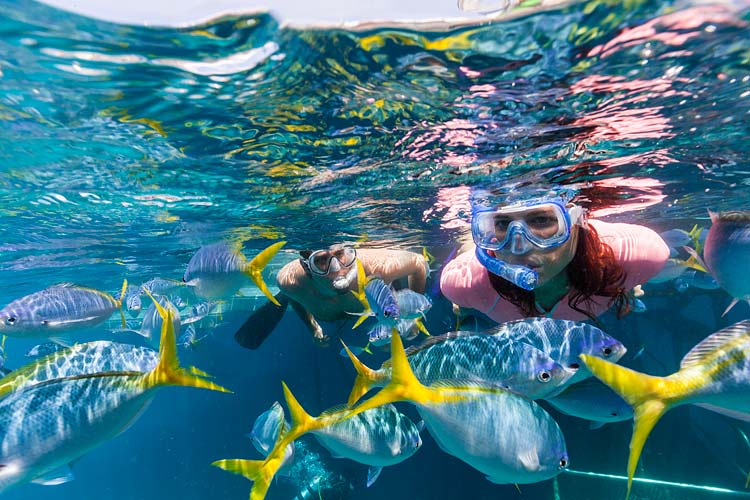 Underwater image of snorkellers looking at colourful fishlife on the Great Barrier Reef