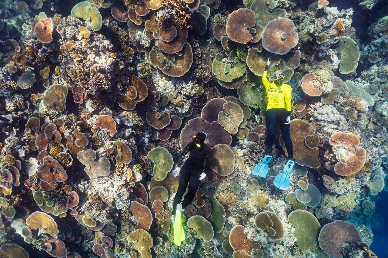 Underwater image of a Master Reef Guide and visitor swimming over plate corals on the Great Barrier Reef