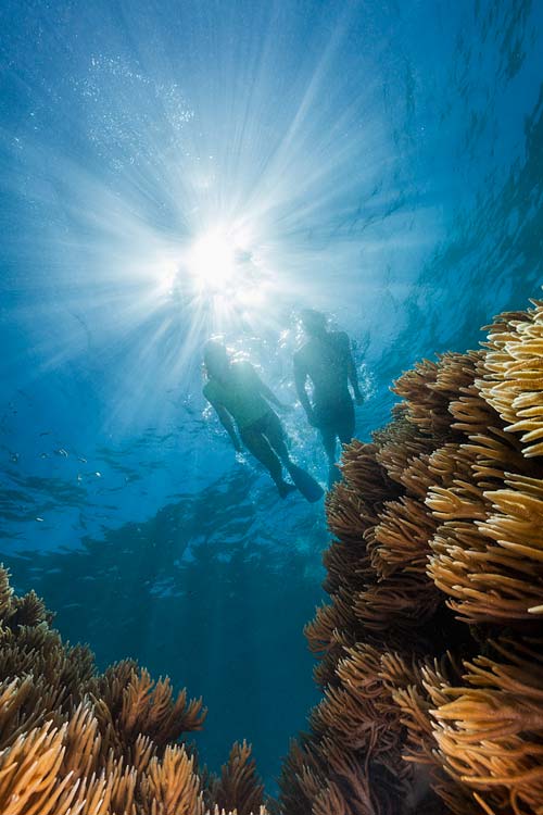Underwater image of snorkellers swimming over soft corals on the Great Barrier Reef