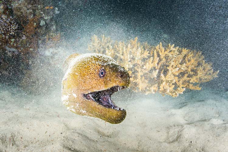 A moral eel hunting amongst the corals at night on the Great Barrier Reef