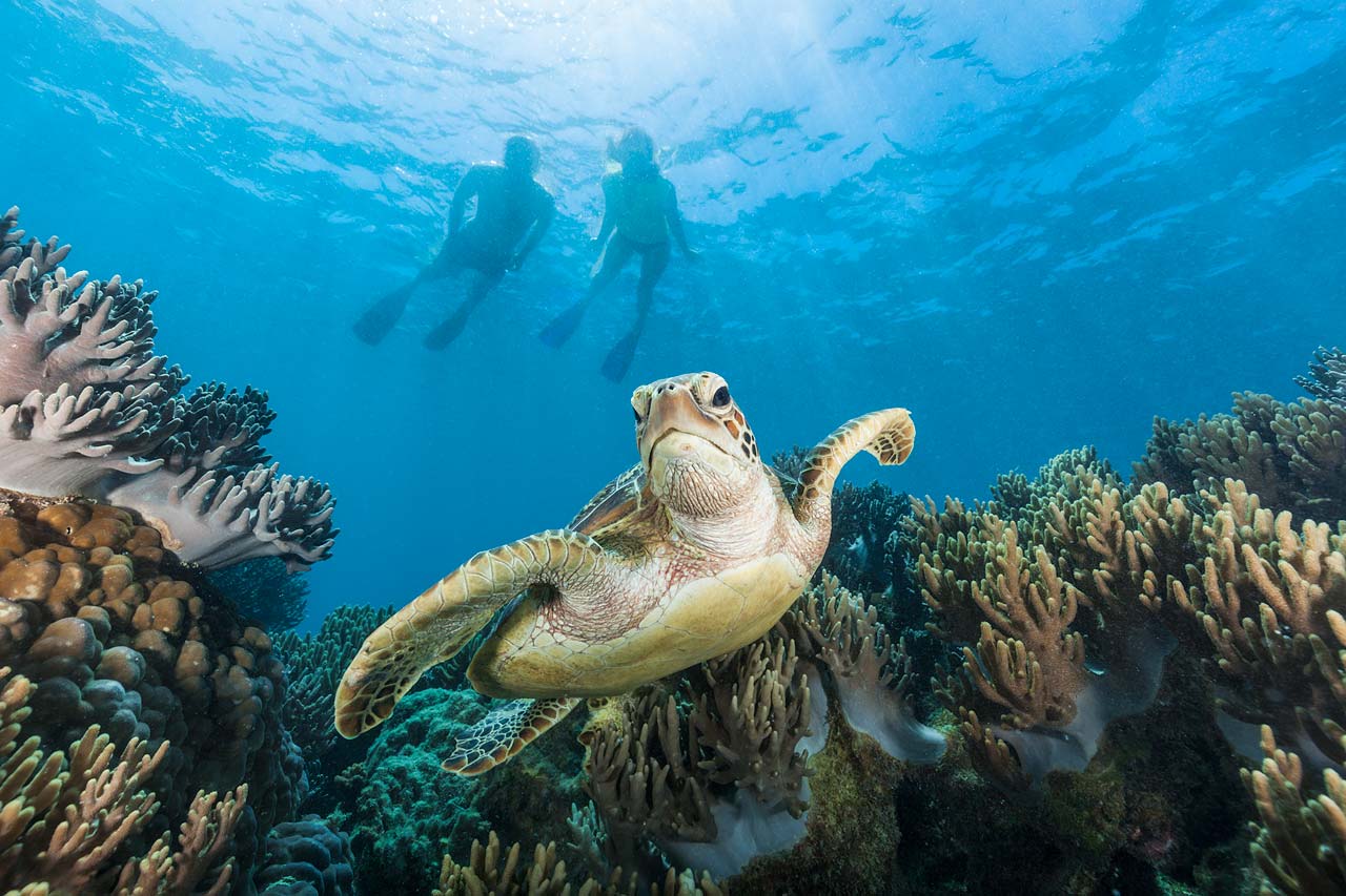 Underwater image of snorkellers watching a sea turtle on the Great Barrier Reef