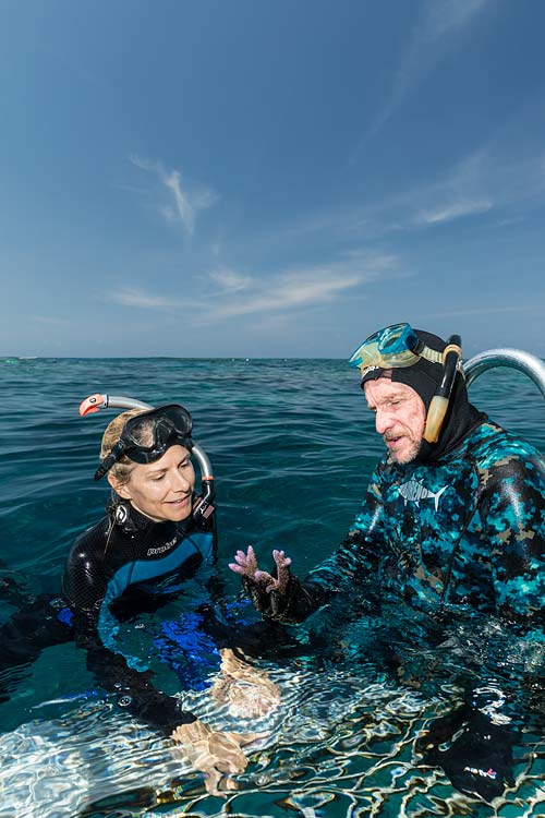Two scientists in the water looking at a piece of live coral used for reef restoration projects on the Great Barrier Reef