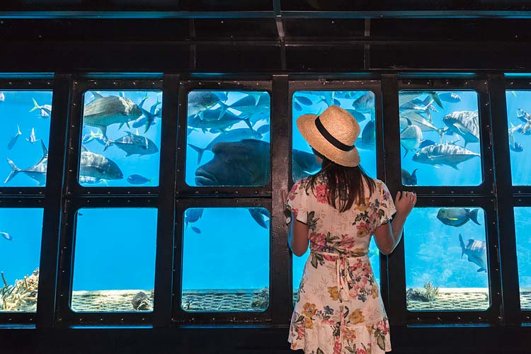 Woman looking at fishlife through the windows of an underwater observatory on the Great Barrier Reef