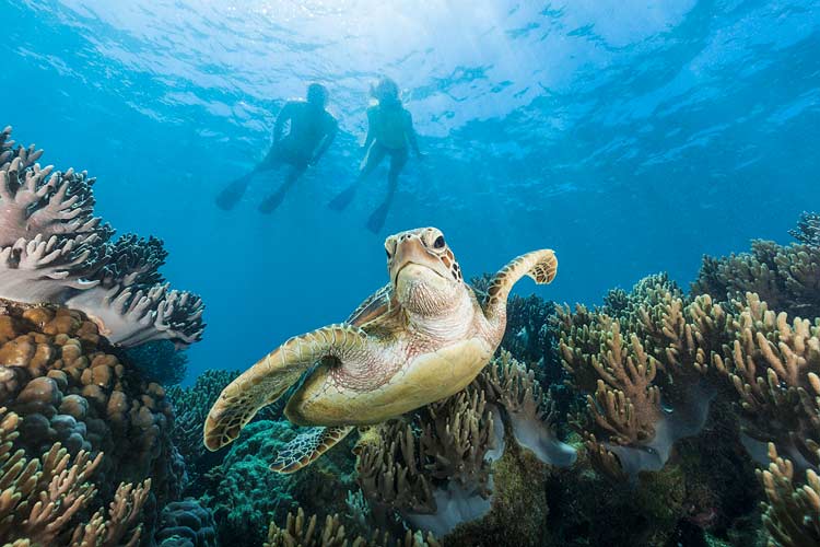 Underwater image of snorkellers watching a sea turtle on the Great Barrier Reef