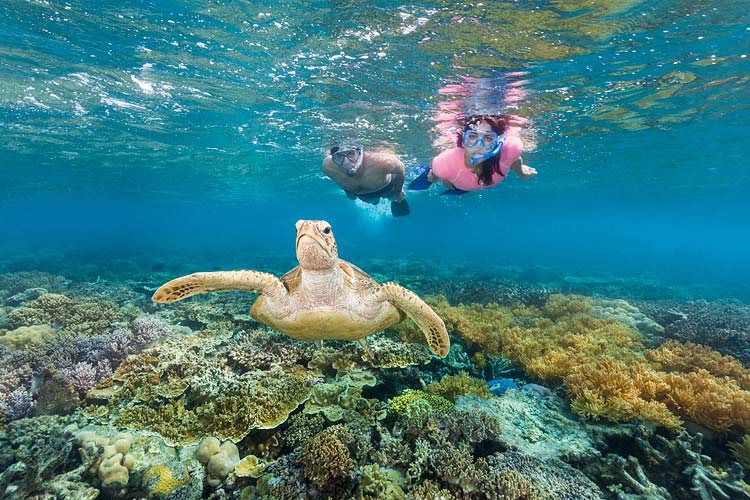 Underwater image of snorkellers watching a sea turtle swimming over colourful corals on the Great Barrier Reef