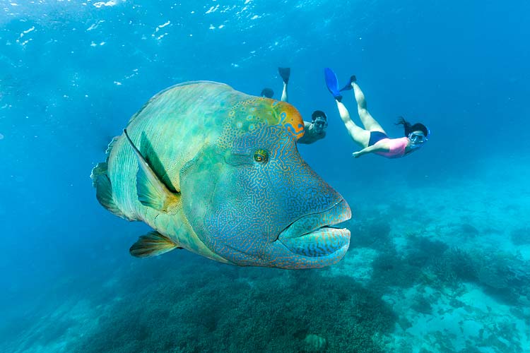 Underwater image of a Napolean maori wrasse with snorkellers watching on at the Great Barrier Reef