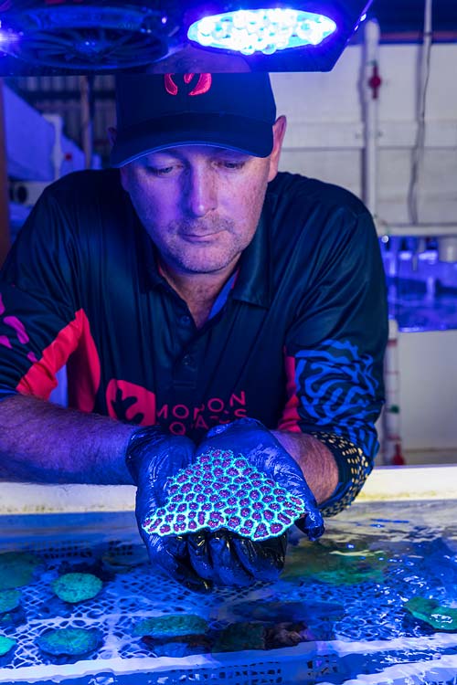 Man holding a piece of Acanthastrea spp species coral under blue light