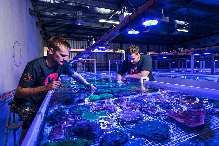 Staff members looking at corals in a holding tank at a coral supply business