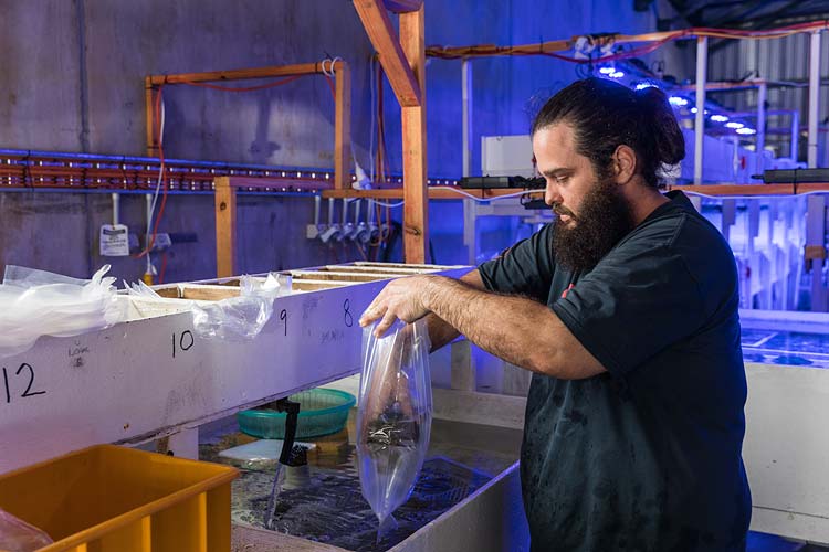 A staff member preparing coral pieces for shipping at a coral supply business