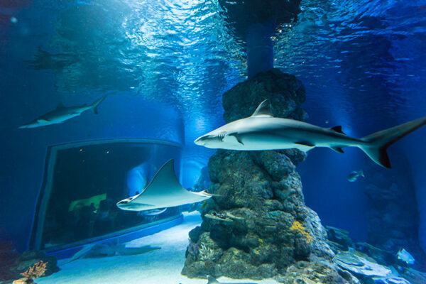 Sharks and rays in underwater display at Cairns Aquarium